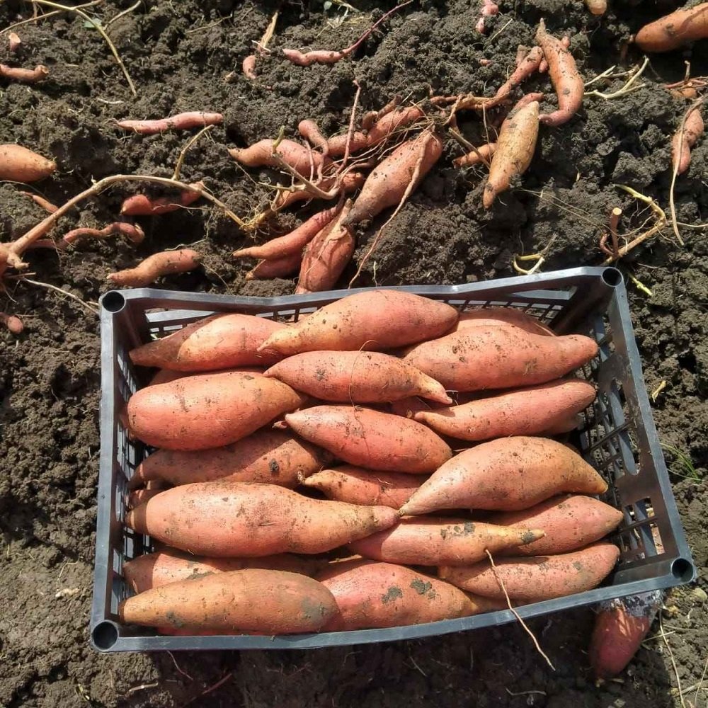 Premium Fresh Sweet Potatoes for Sale - Image 3