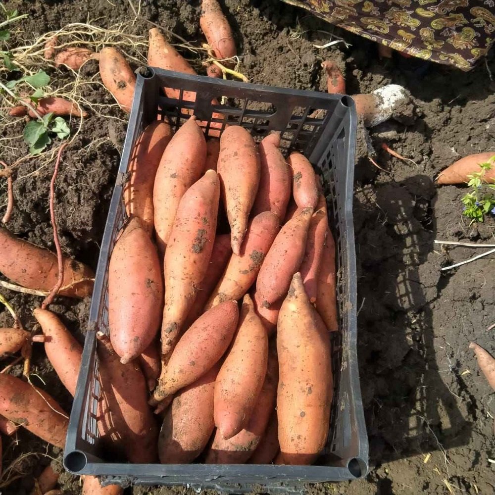 Premium Fresh Sweet Potatoes for Sale - Image 2