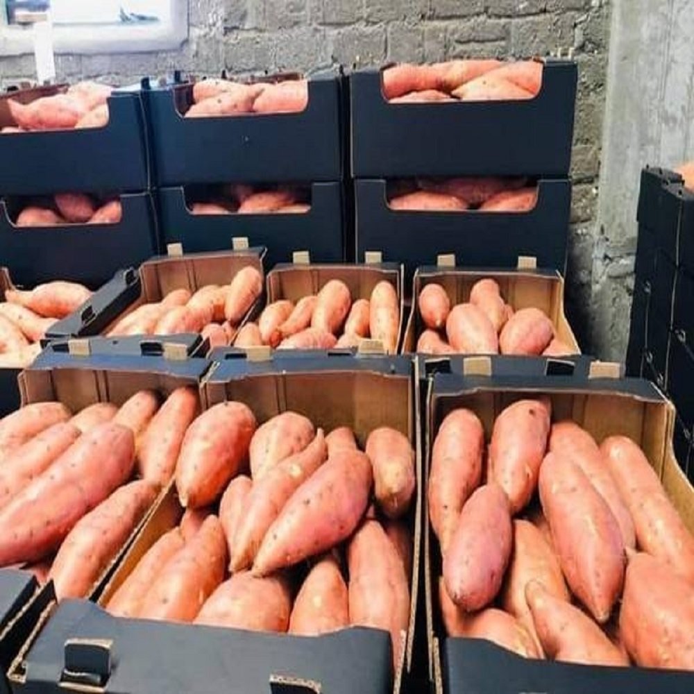 Premium Fresh Sweet Potatoes for Sale
