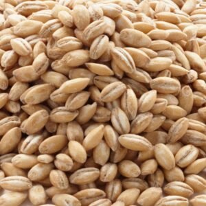 High-Quality Barley