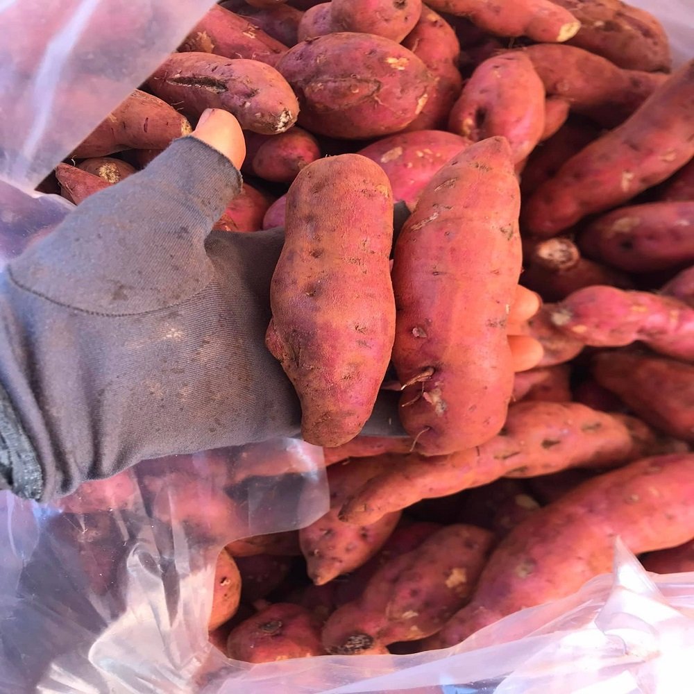 Premium Fresh Sweet Potatoes for Sale - Image 6