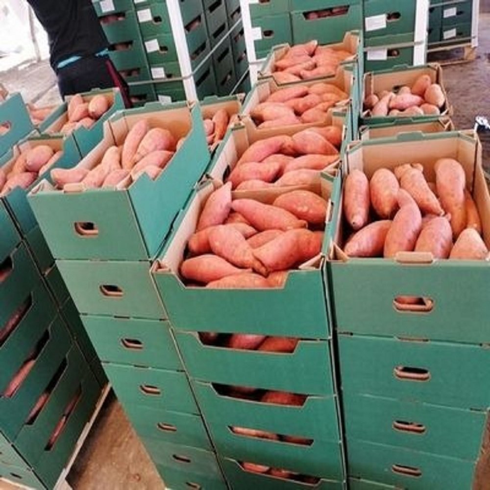 Premium Fresh Sweet Potatoes for Sale - Image 4