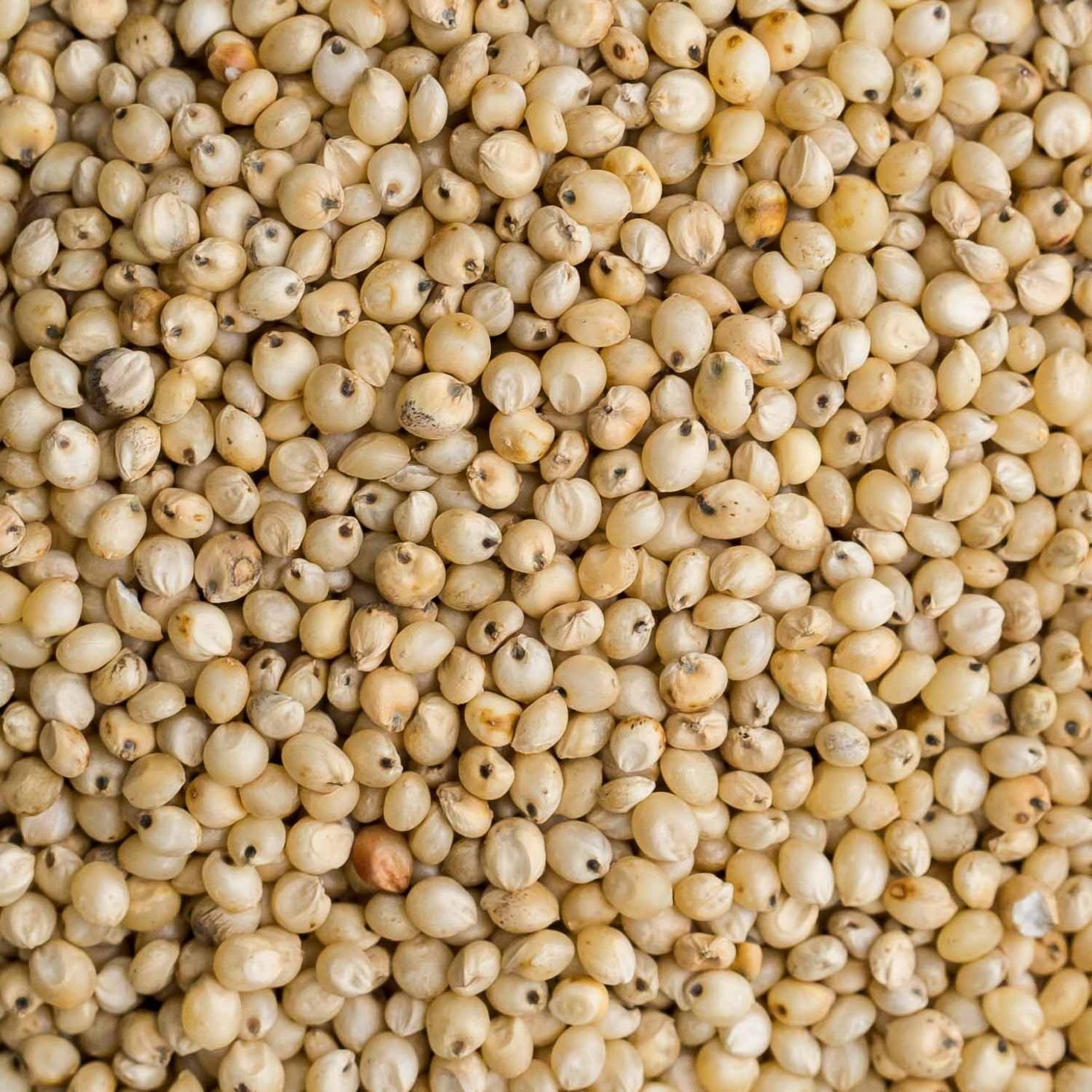 Premium Sorghum - Image 6