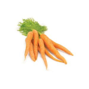 Fresh Carrots - Premium Quality, Bulk Supply