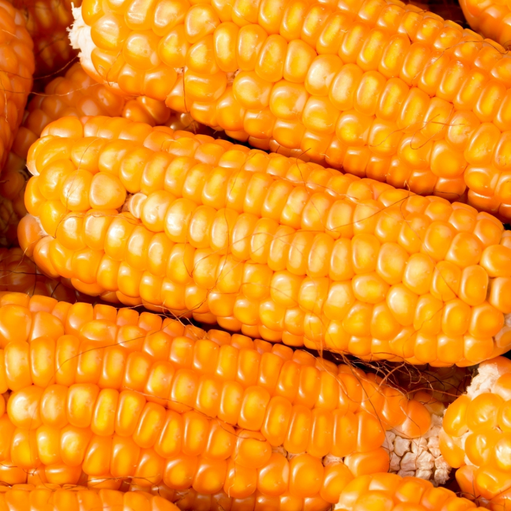 Corn for Bulk Orders - Image 7