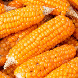 Corn for Bulk Orders