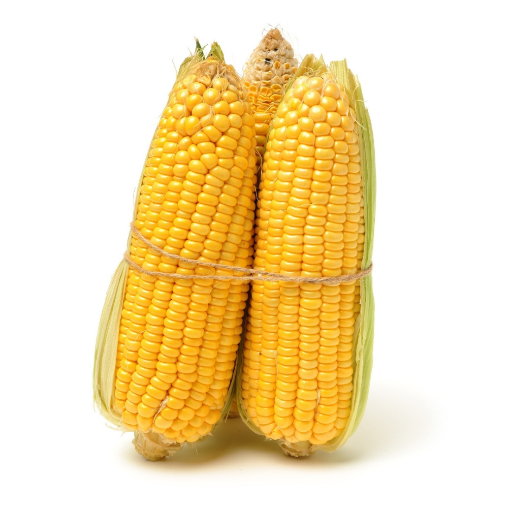 Corn for Bulk Orders - Image 5
