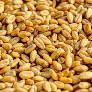 Premium Wheat