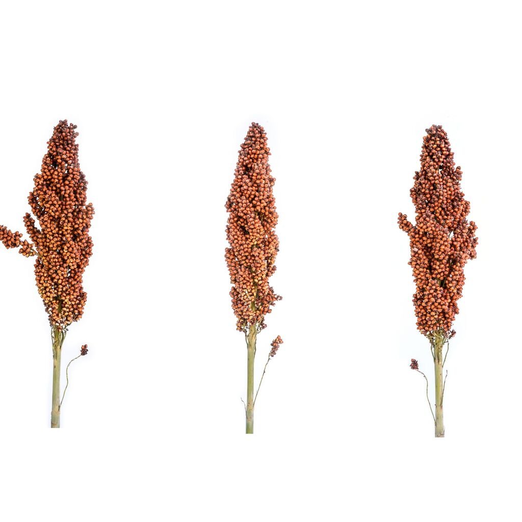 Premium Sorghum - Image 5