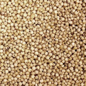 Premium Sorghum