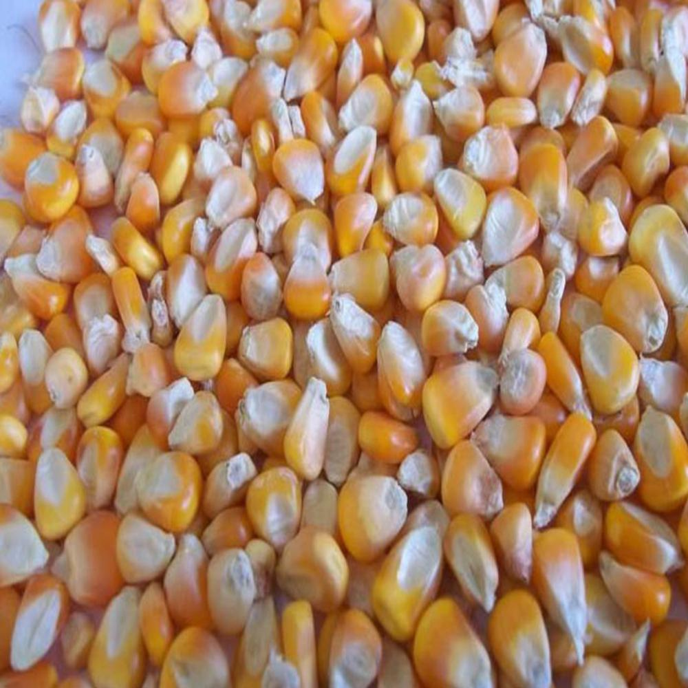 Corn for Bulk Orders - Image 3