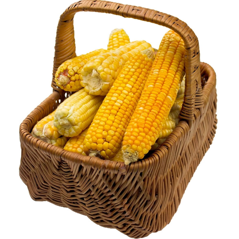 Corn for Bulk Orders - Image 2
