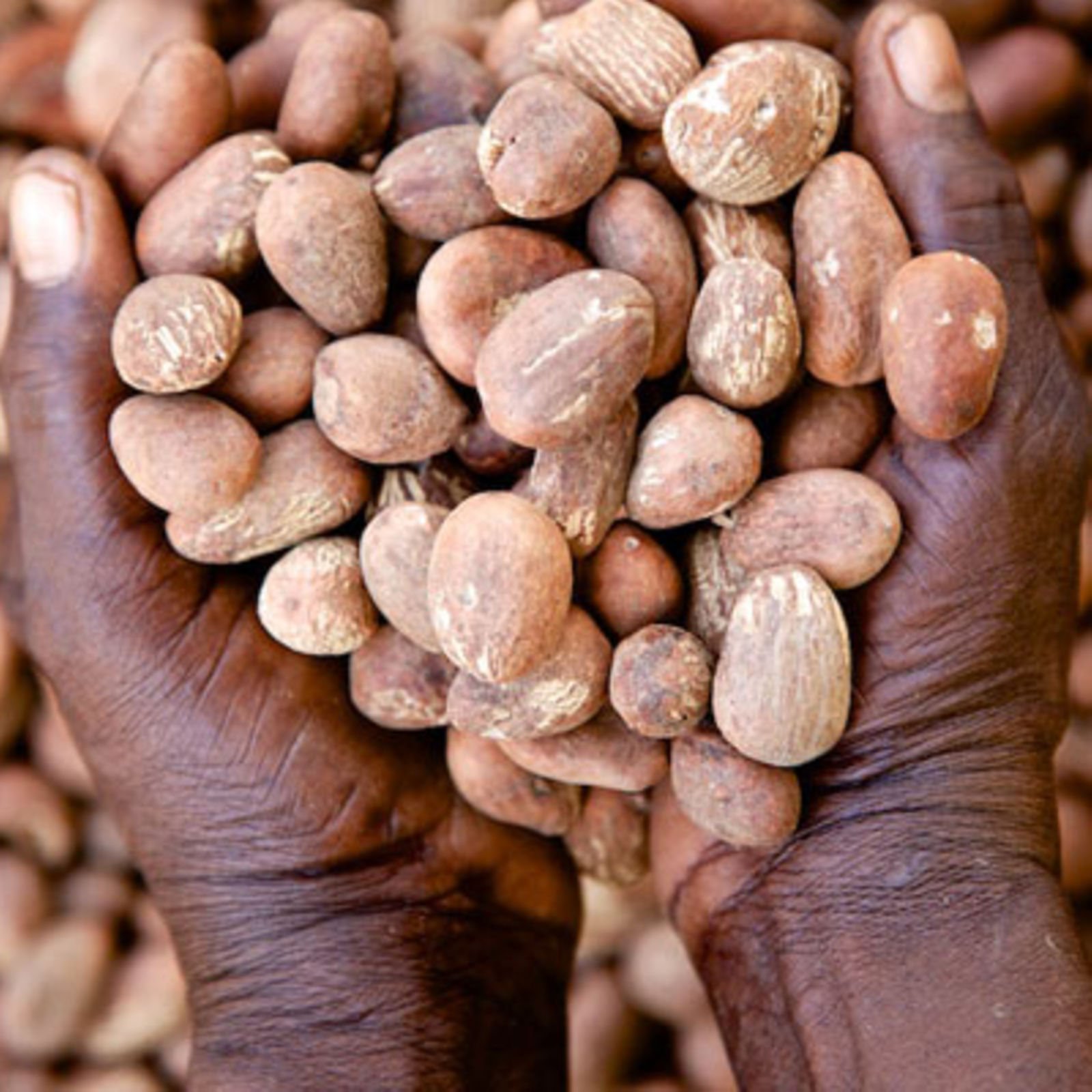 Premium Quality Shea Nuts - Image 6