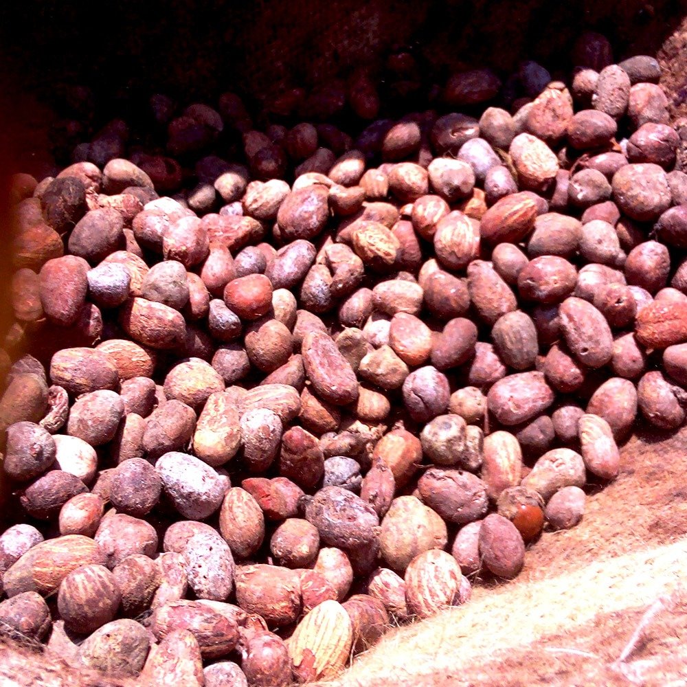 Premium Quality Shea Nuts - Image 3