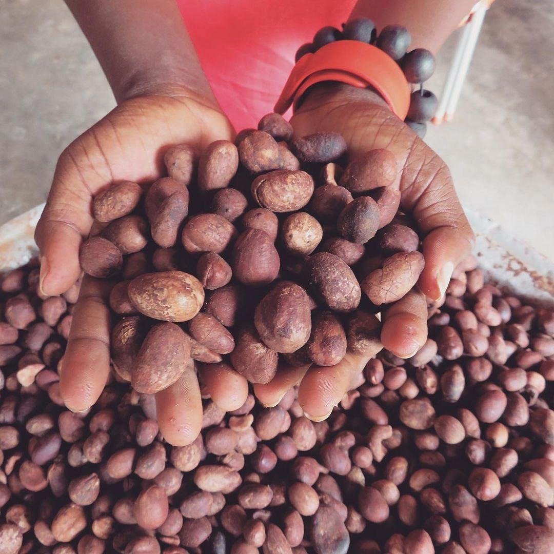 Premium Quality Shea Nuts - Image 2