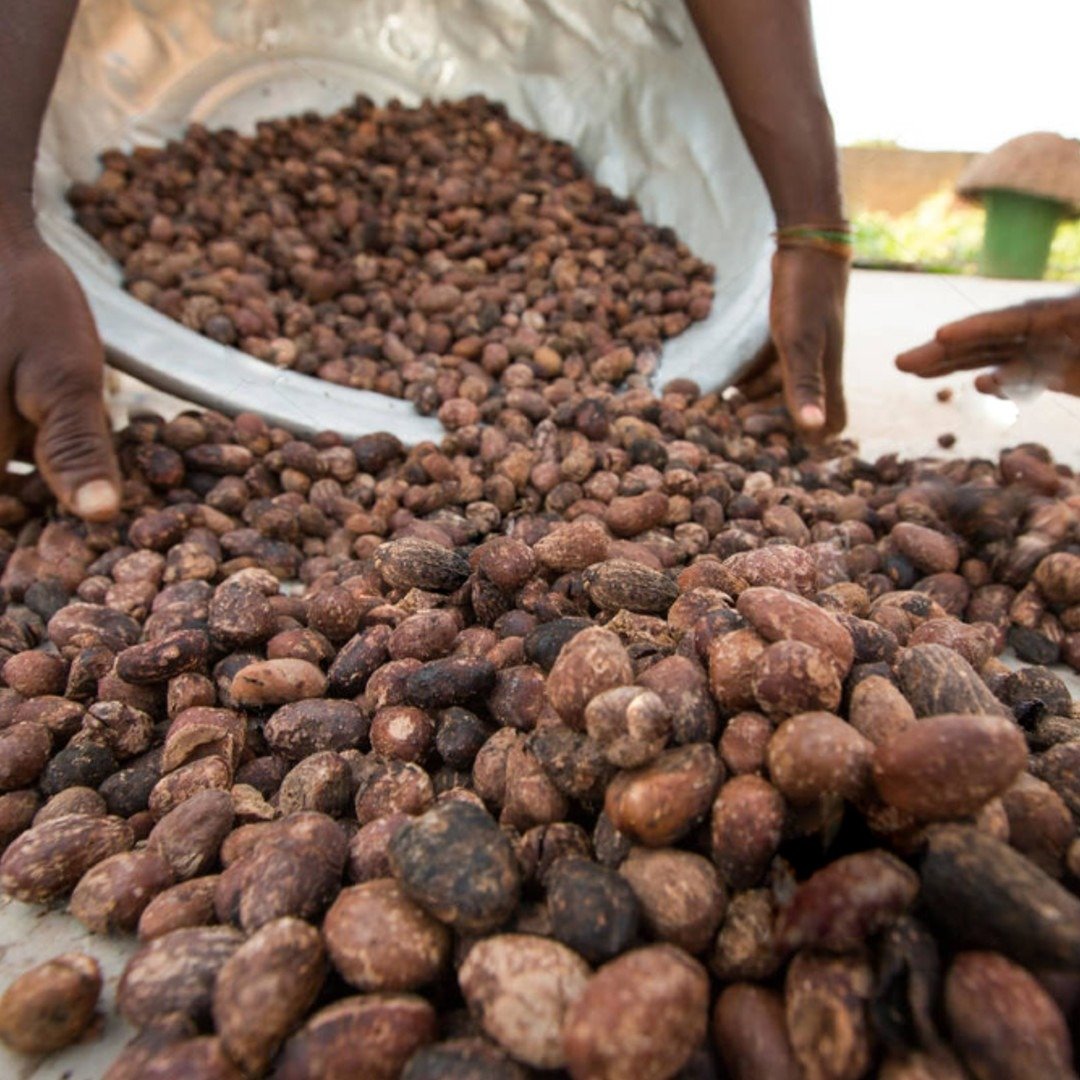 Premium Quality Shea Nuts - Image 4